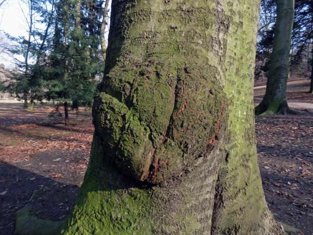 Nádor na buku lesním (Fagus sylvatica L.) (6)