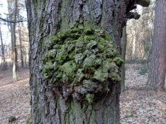 Nádor na dubu letním (Quercus robur L.) (9b)