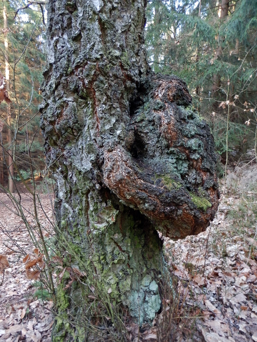 Nádor na bříze bělokoré (Betula pendula Roth) (13a)