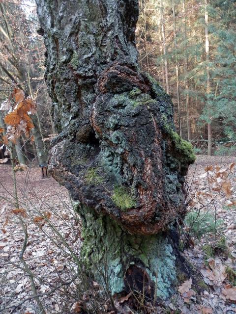 Nádor na bříze bělokoré (Betula pendula Roth) (13b)