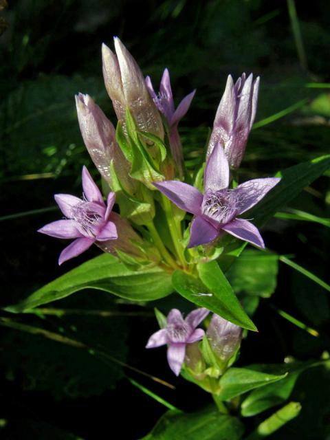 Hořeček německý (Gentianella germanica (Willd.) Boerner)