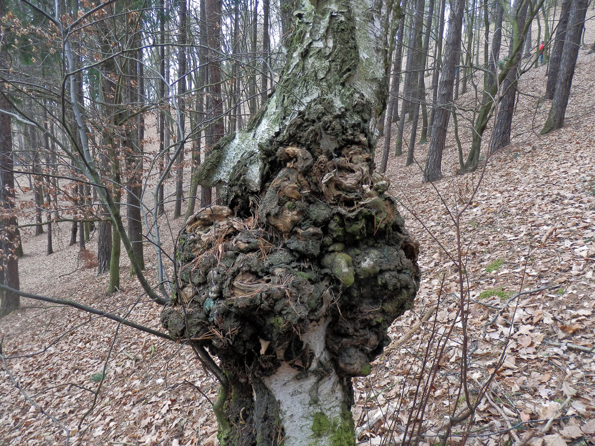 Nádor na bříze bělokoré (Betula pendula Roth) (14)