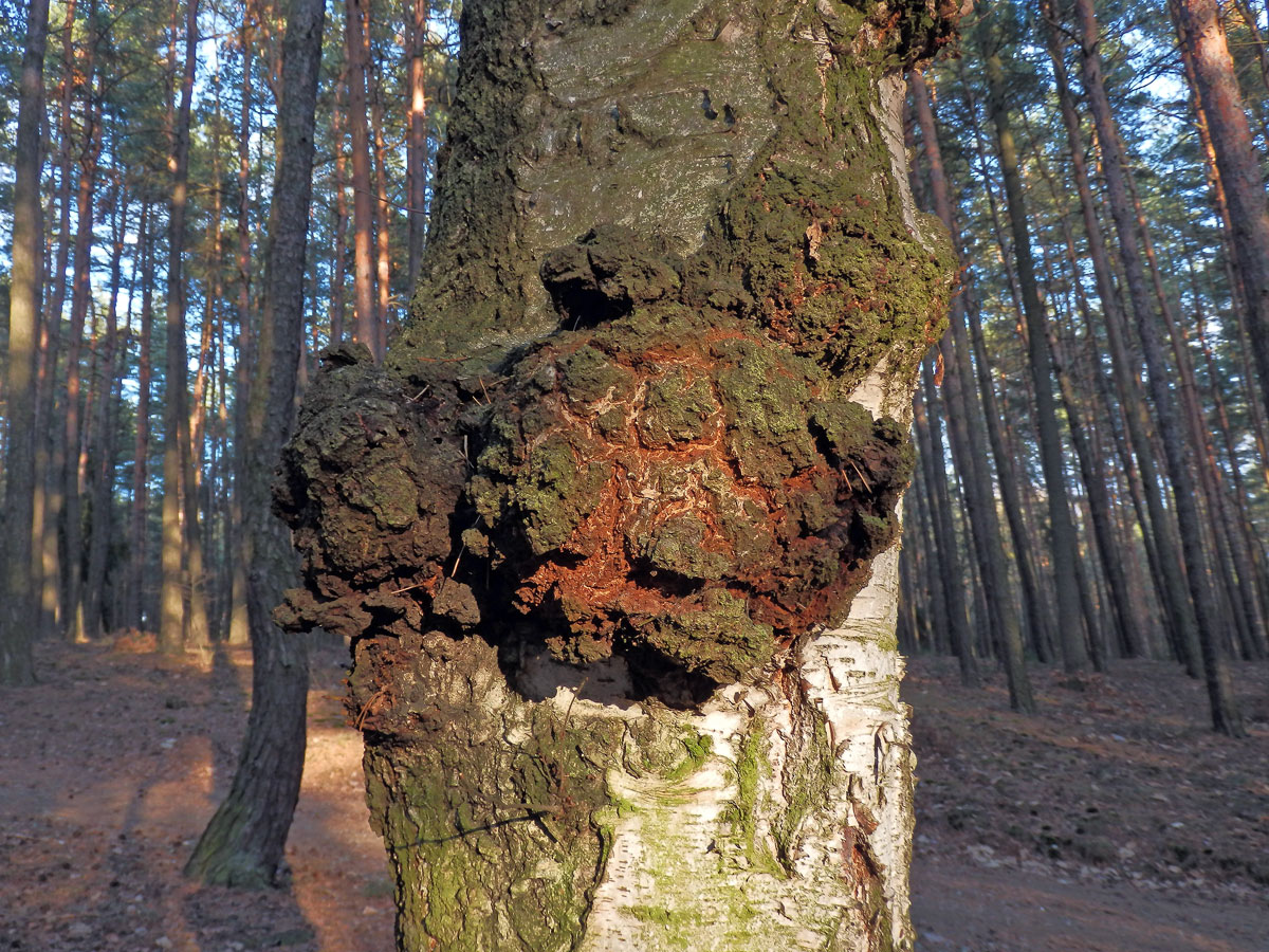 Nádor na bříze bělokoré (Betula pendula Roth) (16)