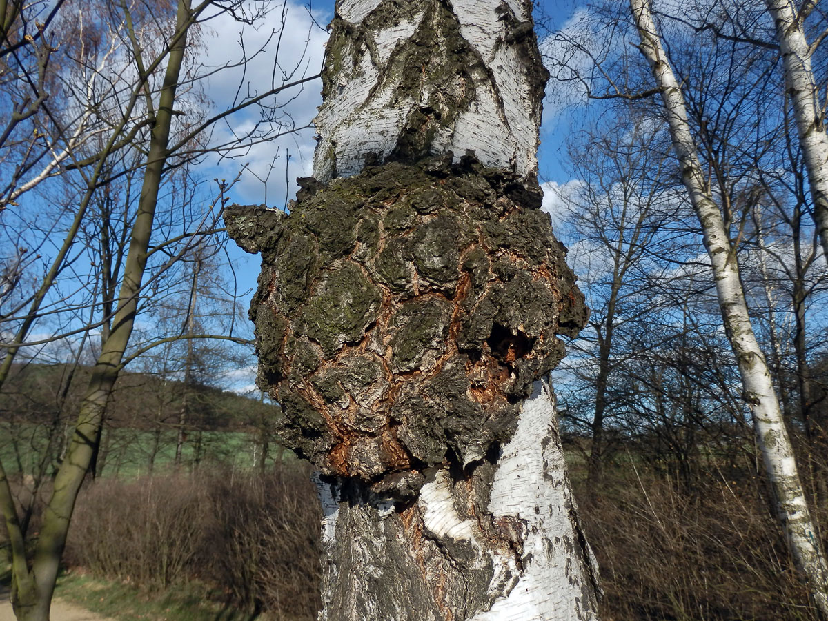 Nádor na bříze bělokoré (Betula pendula Roth) (18)