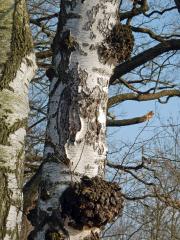 Nádor na bříze bělokoré (Betula pendula Roth) (17a)