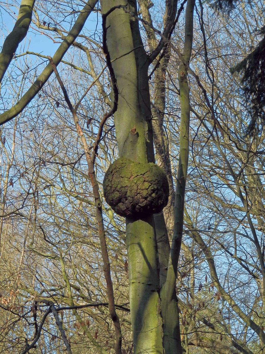 Nádor na buku lesním (Fagus sylvatica L.) (5a)