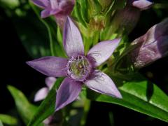 Hořeček německý (Gentianella germanica (Willd.) Boerner)
