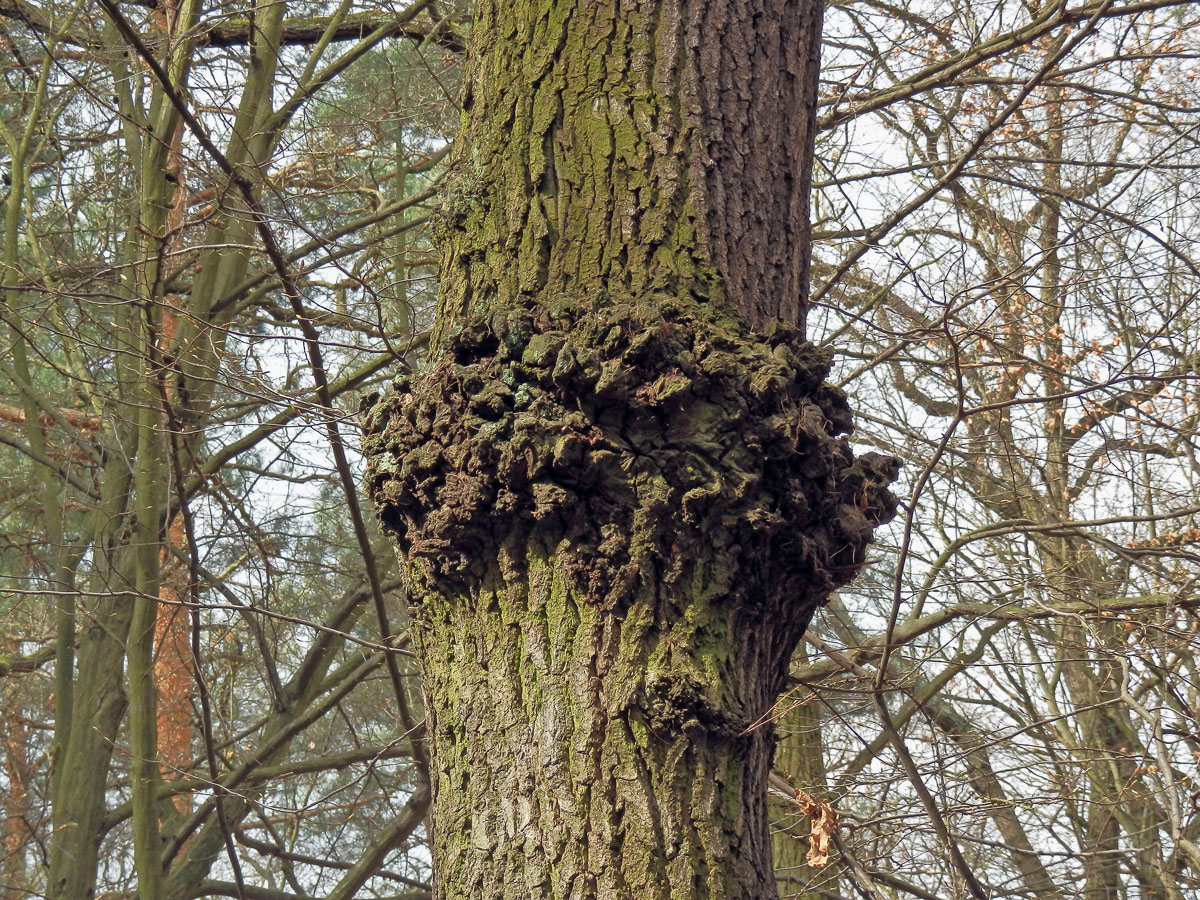 Nádor na dubu letním (Quercus robur L.) (10)