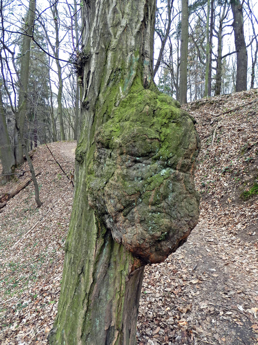 Nádor na habru obecném (Carpinus betulus L.) (4b)