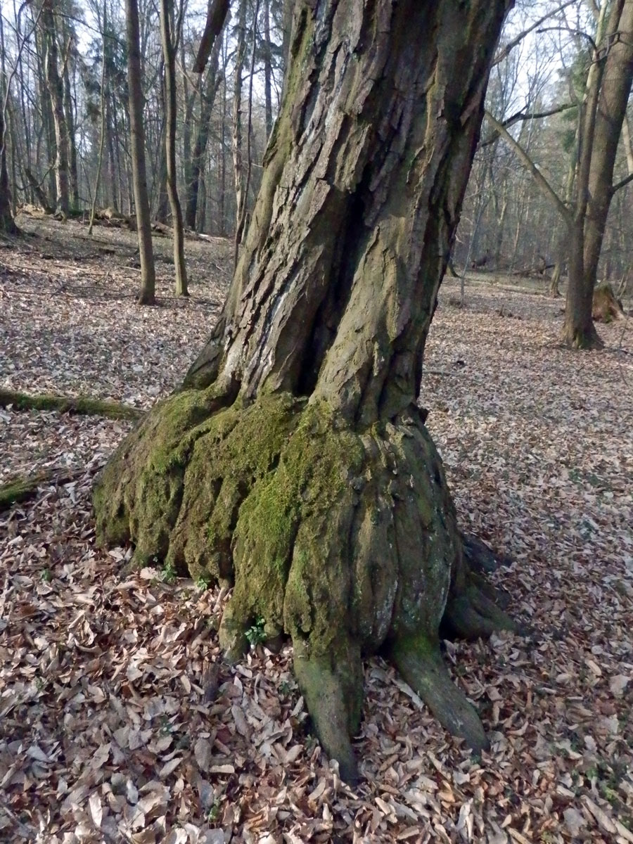 Nádor na habru obecném (Carpinus betulus L.) (5a)