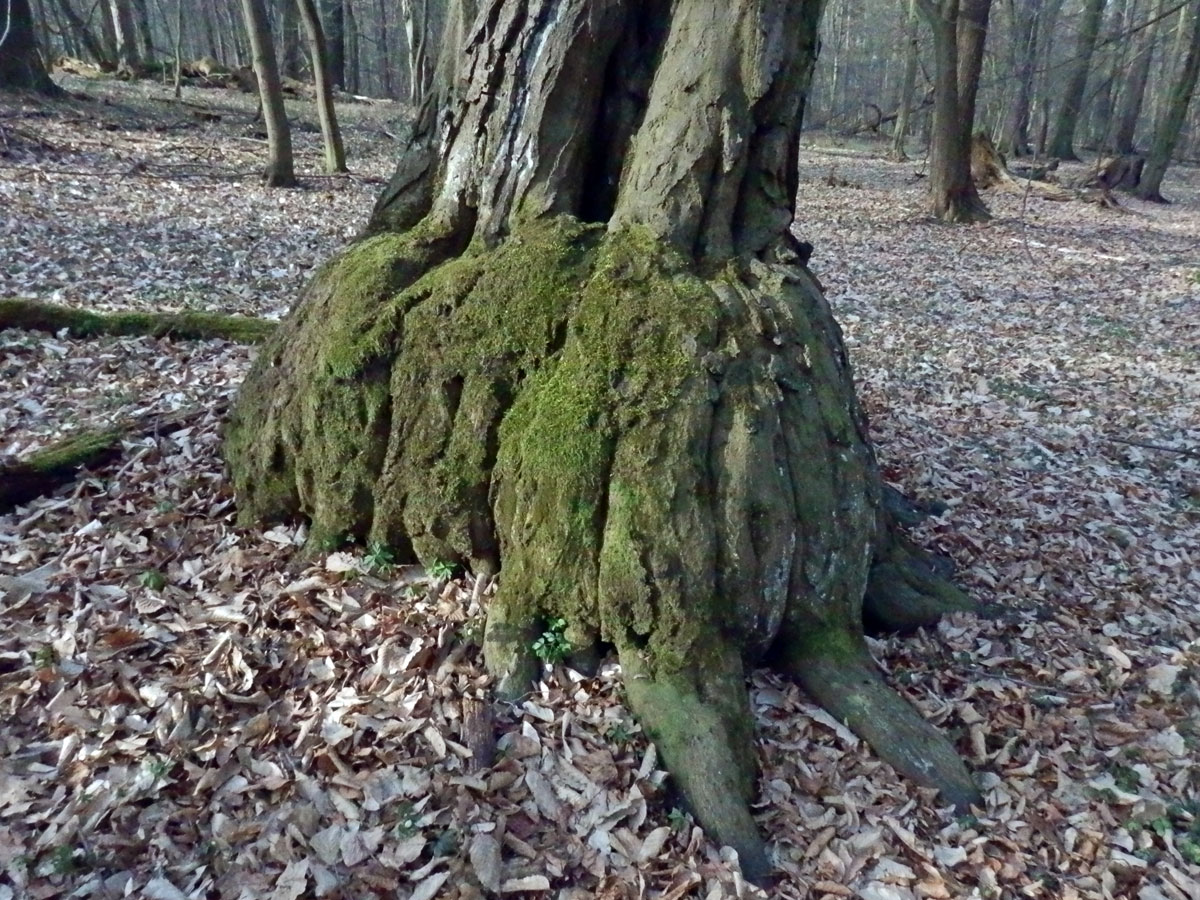 Nádor na habru obecném (Carpinus betulus L.) (5b)