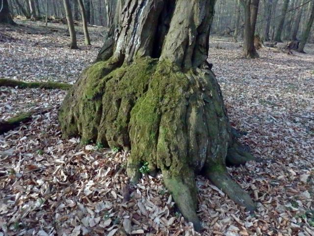 Nádor na habru obecném (Carpinus betulus L.) (5b)