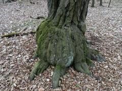 Nádor na habru obecném (Carpinus betulus L.) (5c)