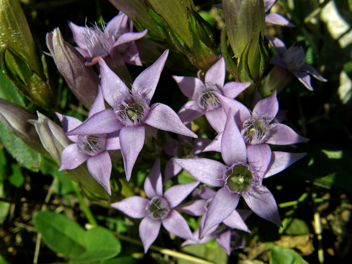 Hořeček německý (Gentianella germanica (Willd.) Boerner)