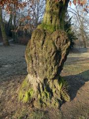 Nádor na habru obecném (Carpinus betulus L.) (6a)