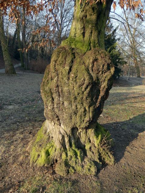 Nádor na habru obecném (Carpinus betulus L.) (6a)