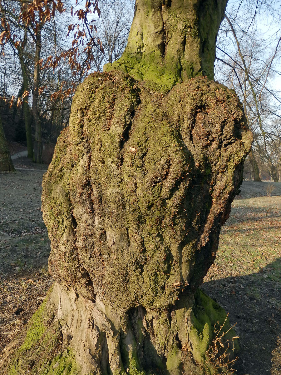 Nádor na habru obecném (Carpinus betulus L.) (6b)