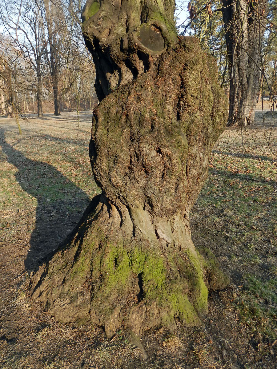 Nádor na habru obecném (Carpinus betulus L.) (6c)