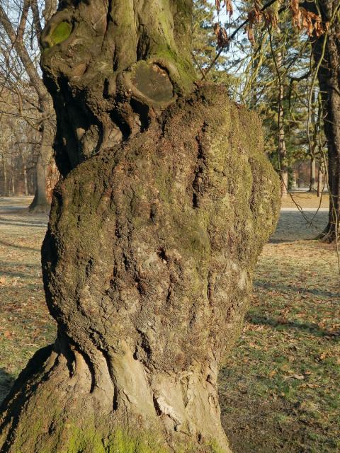 Nádor na habru obecném (Carpinus betulus L.) (6d)