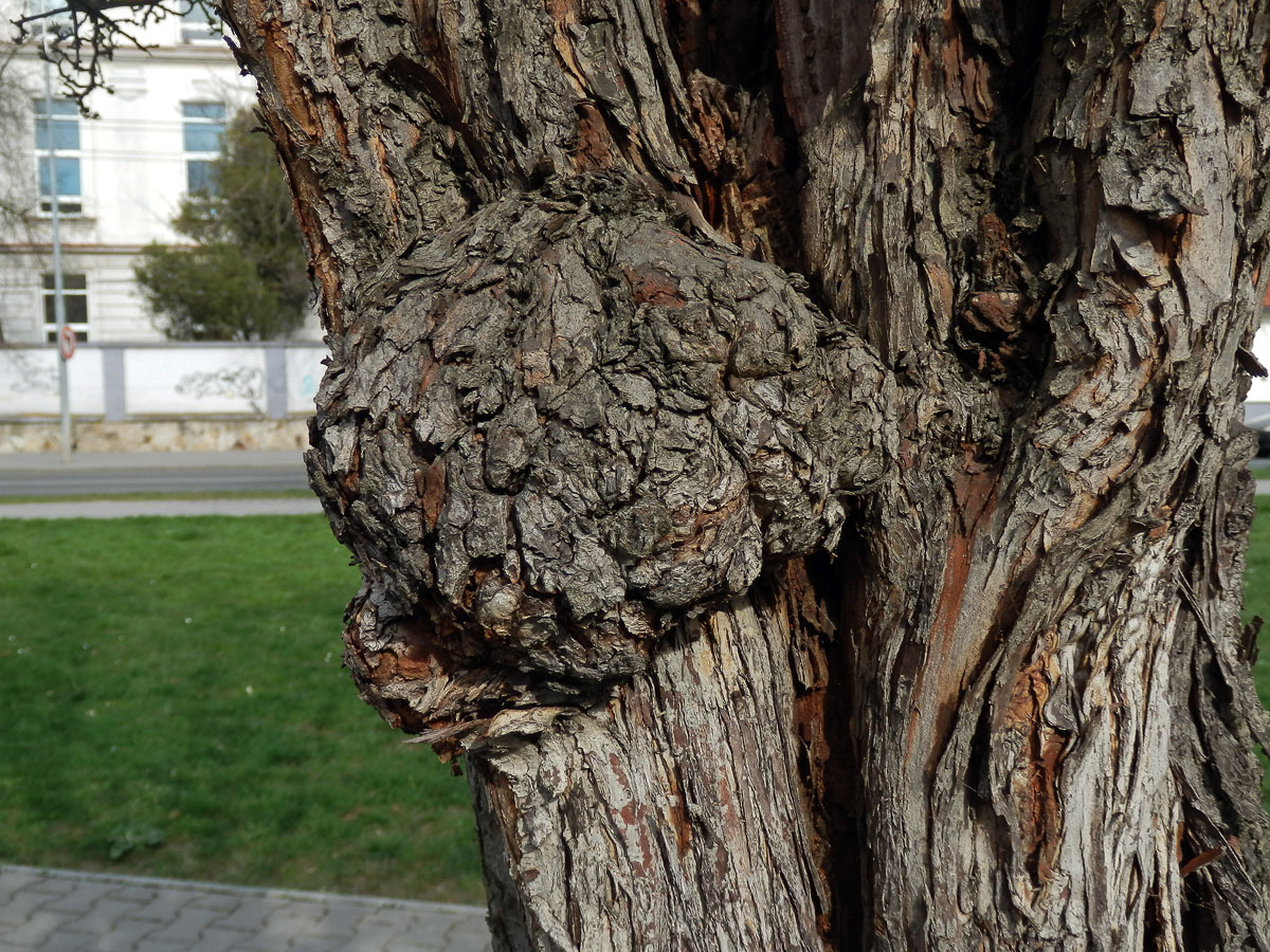 Nádor na hlohu obecném (Crataegus laevigata (Poiret) DC.) (1)