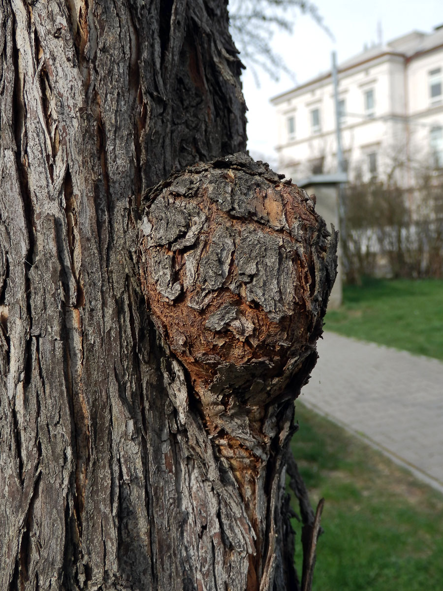 Nádor na hlohu obecném (Crataegus laevigata (Poiret) DC.) (2)