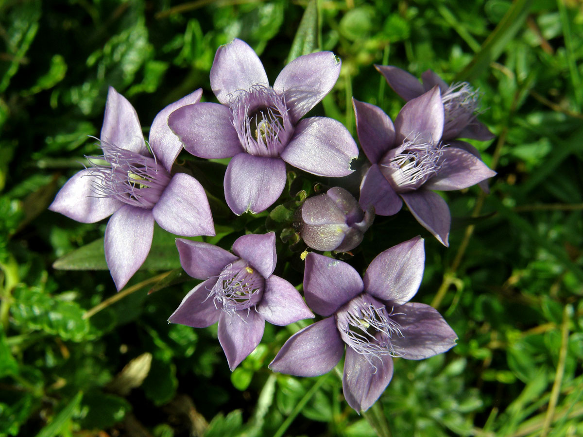 Hořeček německý (Gentianella germanica (Willd.) Boerner)