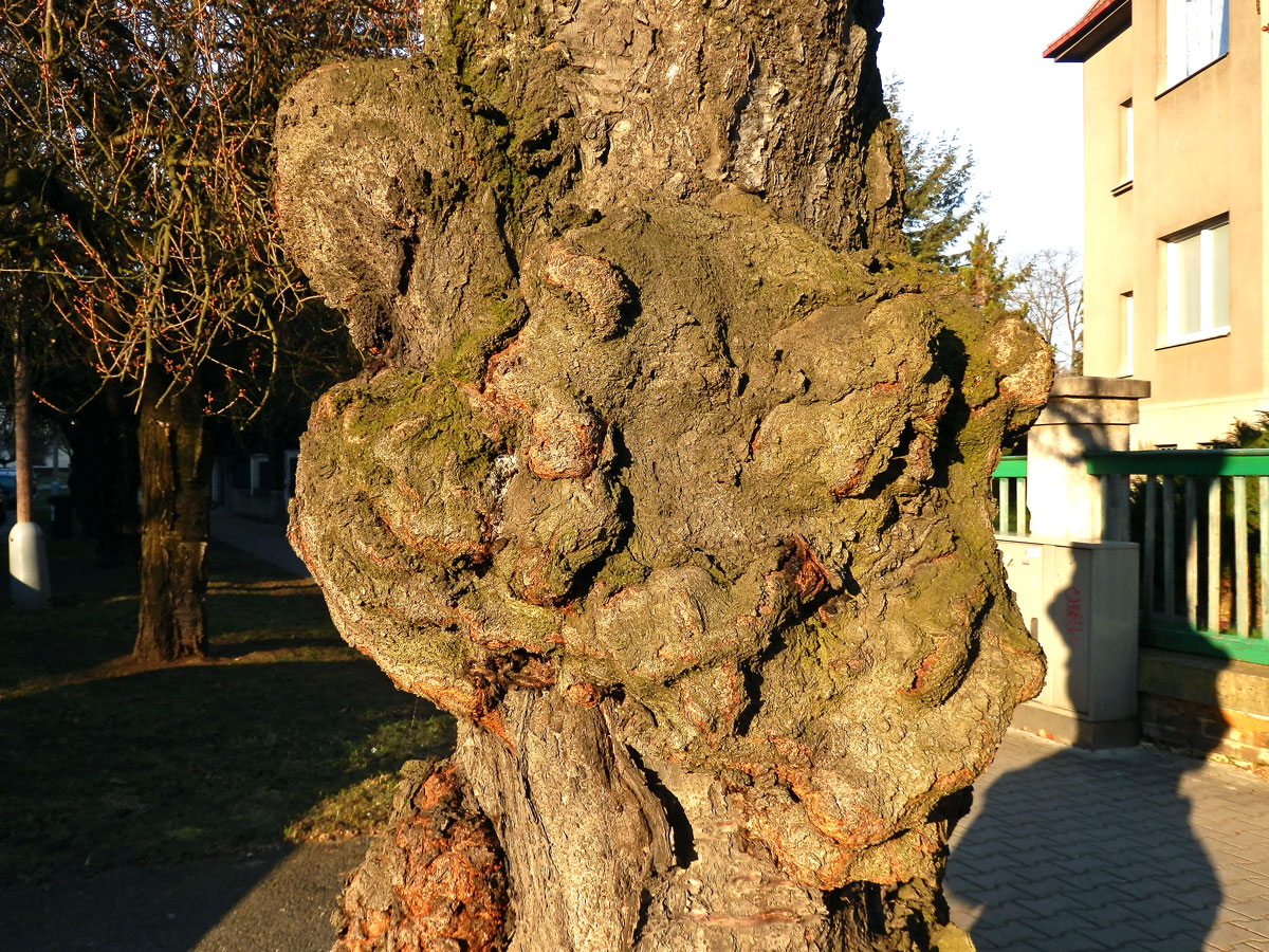 Sakura ozdobná (Prunus serrulata Lindl) (8f) s nádorem na kmeni