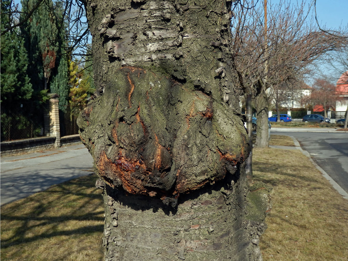 Sakura ozdobná (Prunus serrulata Lindl) (10a) s nádorem na kmeni