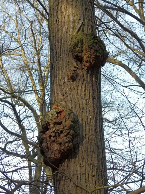 Lípa velkolistá (Tilia platyphyllos Scop.) (9) s nádory na kmeni