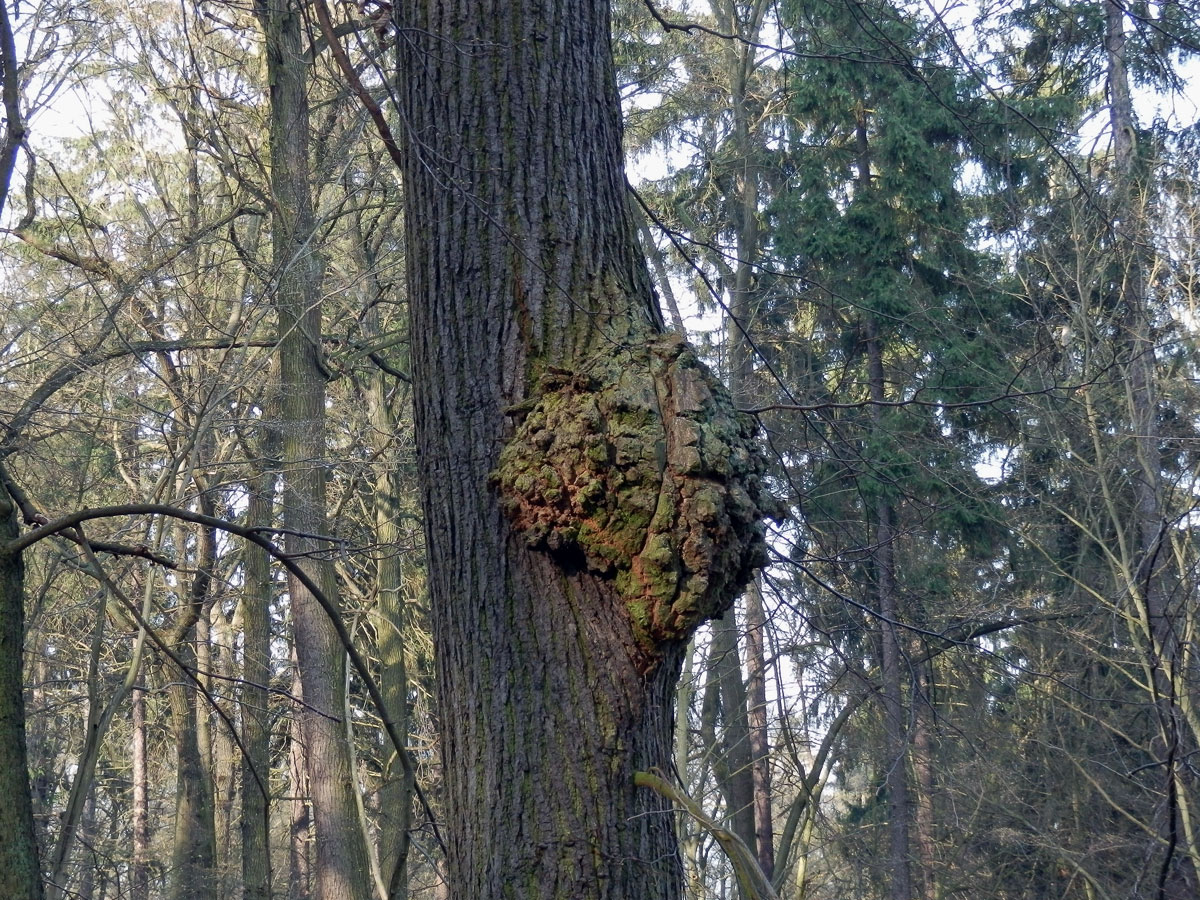 Lípa velkolistá (Tilia platyphyllos Scop.) (10a) s nádorem na kmeni