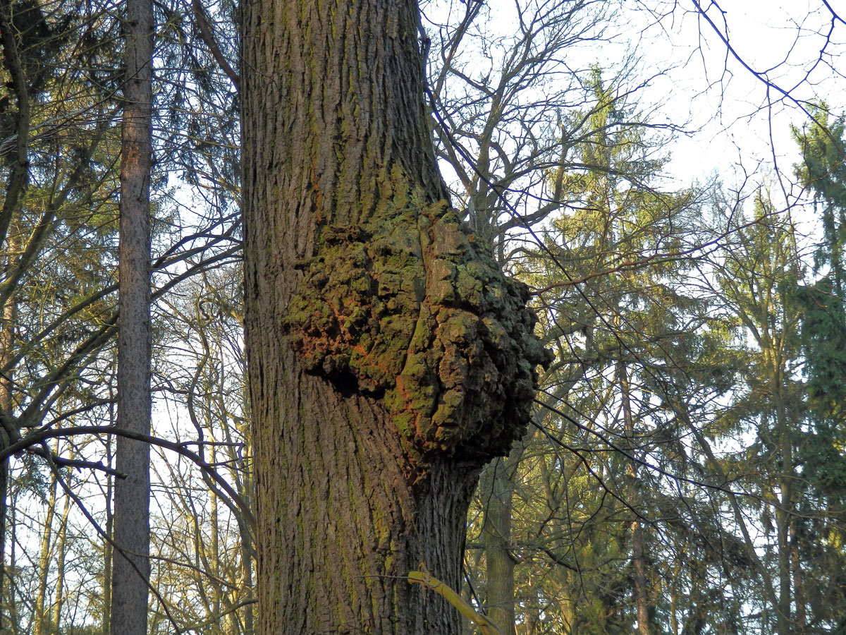 Lípa velkolistá (Tilia platyphyllos Scop.) (10b) s nádorem na kmeni