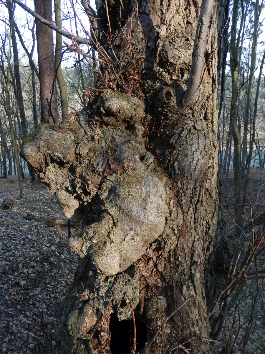 Lípa velkolistá (Tilia platyphyllos Scop.) (11a) s nádorem na kmeni