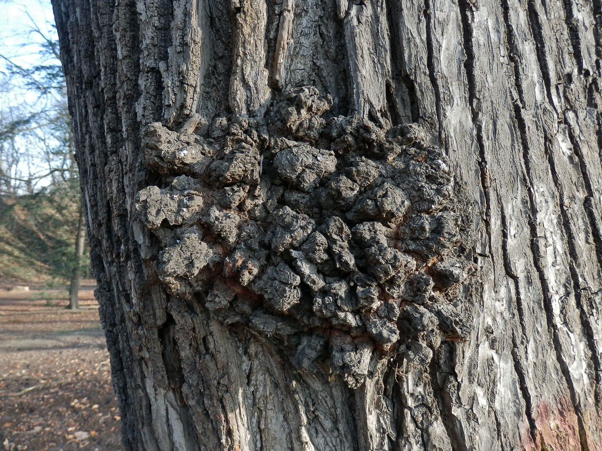 Lípa velkolistá (Tilia platyphyllos Scop.) (12) s nádorem na kmeni