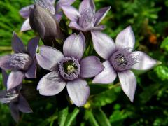 Hořeček německý (Gentianella germanica (Willd.) Boerner)