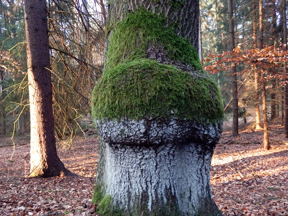 Topol osika (Populus tremula L.) s nádorem na kmeni (3)