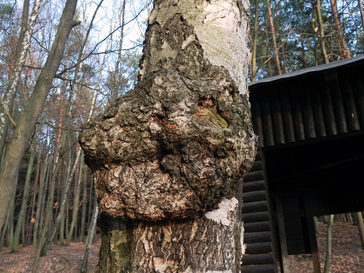 Nádor na bříze bělokoré (Betula pendula Roth) (12b)