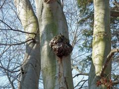 Nádor na buku lesním (Fagus sylvatica L.) (8a)