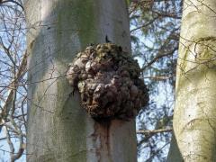 Nádor na buku lesním (Fagus sylvatica L.) (8b)