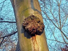 Nádor na buku lesním (Fagus sylvatica L.) (8c)