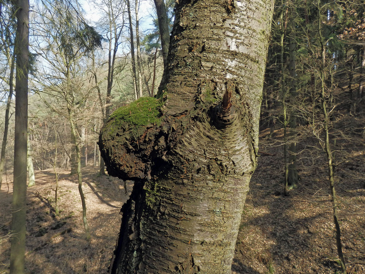 Třešeň ptačí (Prunus avium (L.) L.) (13b) s nádorem na kmeni