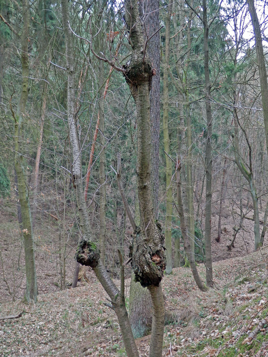 Třešeň ptačí (Prunus avium (L.) L.) (11a) s nádorem na kmeni