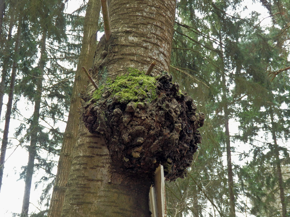 Třešeň ptačí (Prunus avium (L.) L.) (12) s nádorem na kmeni