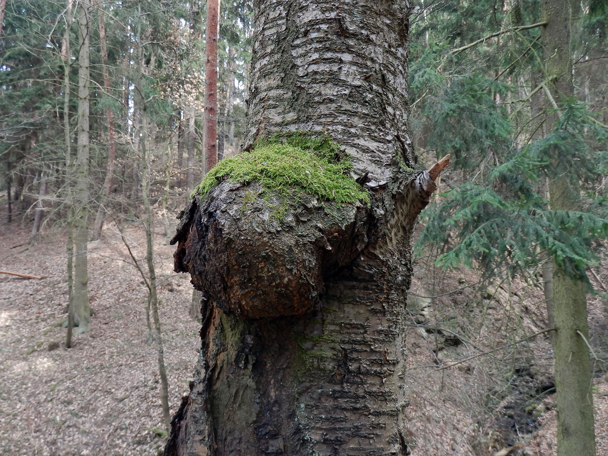 Třešeň ptačí (Prunus avium (L.) L.) (13a) s nádorem na kmeni