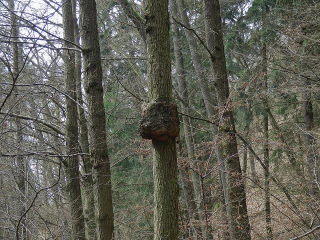 Tumor na olši lepkavé (Alnus glutinosa (L.) Gaertn.) (3a)