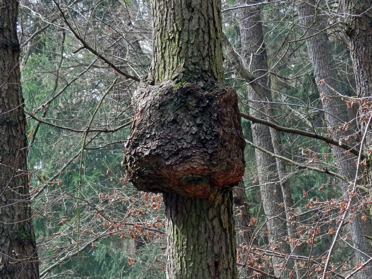 Tumor na olši lepkavé (Alnus glutinosa (L.) Gaertn.) (3b)