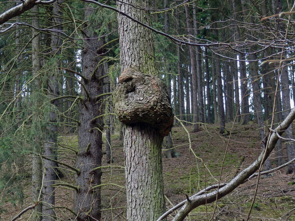 Tumor na olši lepkavé (Alnus glutinosa (L.) Gaertn.) (3c)