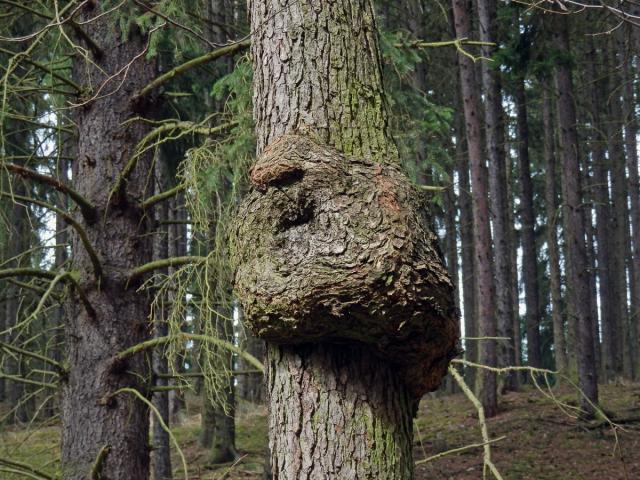 Tumor na olši lepkavé (Alnus glutinosa (L.) Gaertn.) (3d)