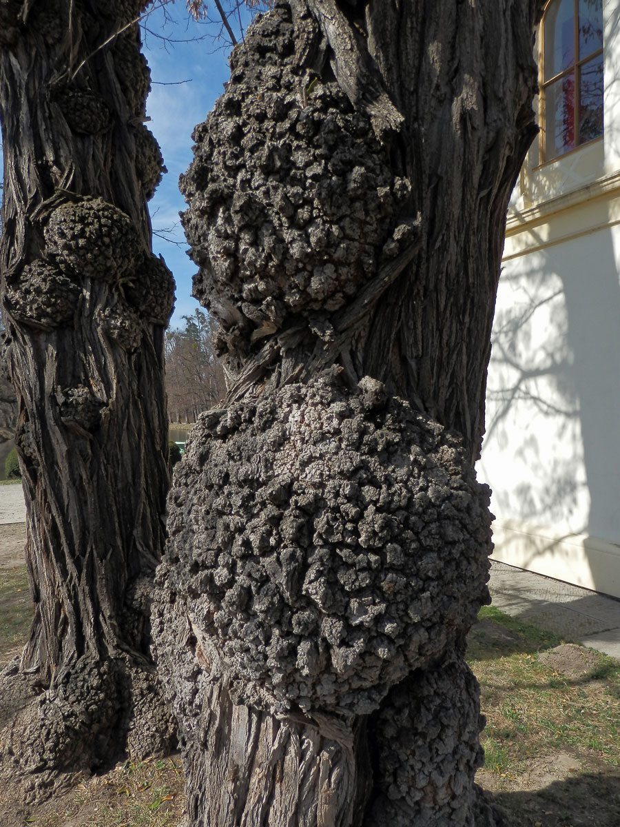 Tumory na akátu (Robinia pseudoacacia L.) (3b)