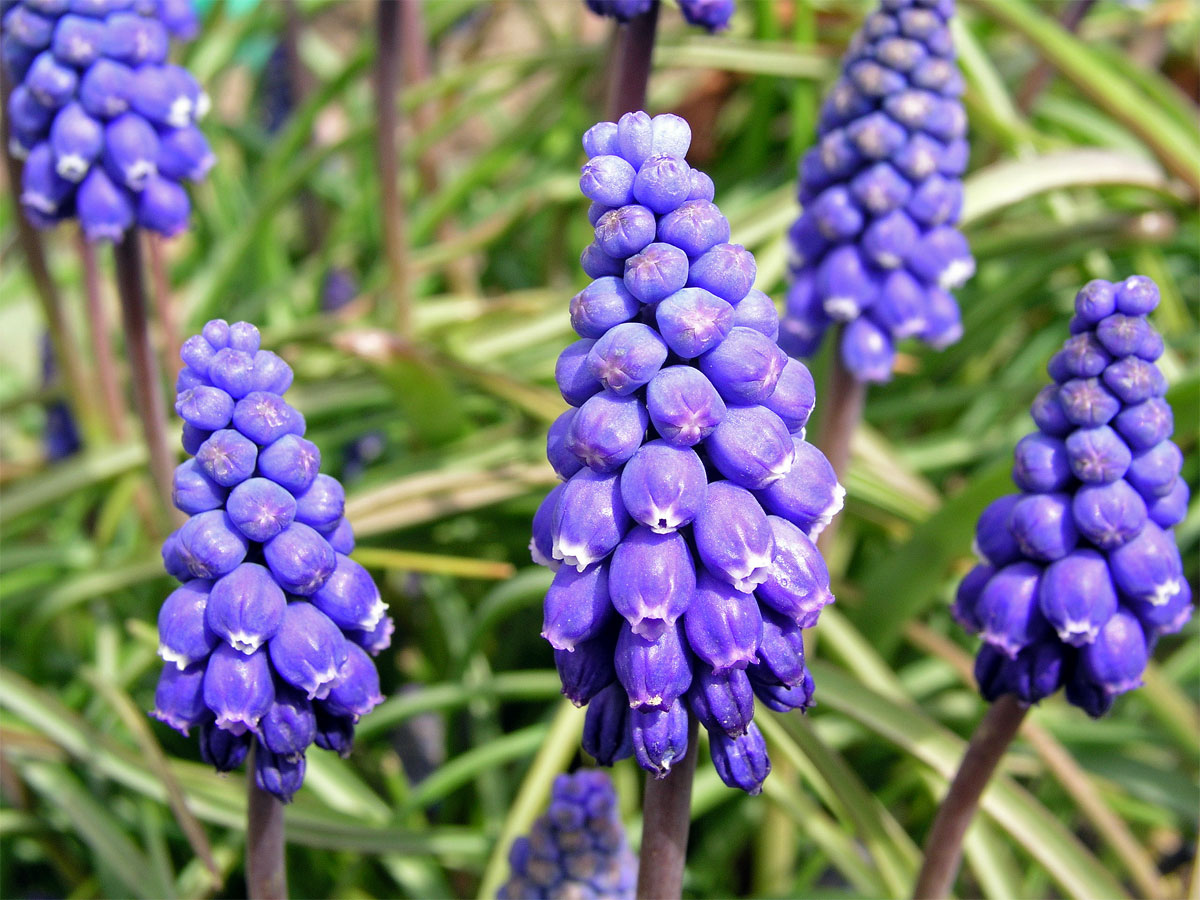 Modřenec širolistý (Muscari botryoides (L.) Mill.)