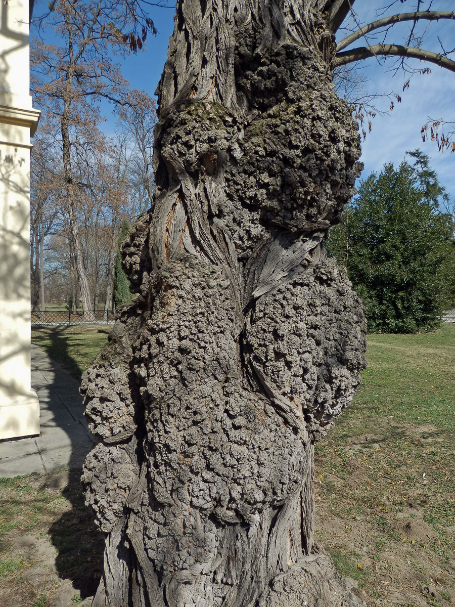 Tumory na akátu (Robinia pseudoacacia L.) (3c)